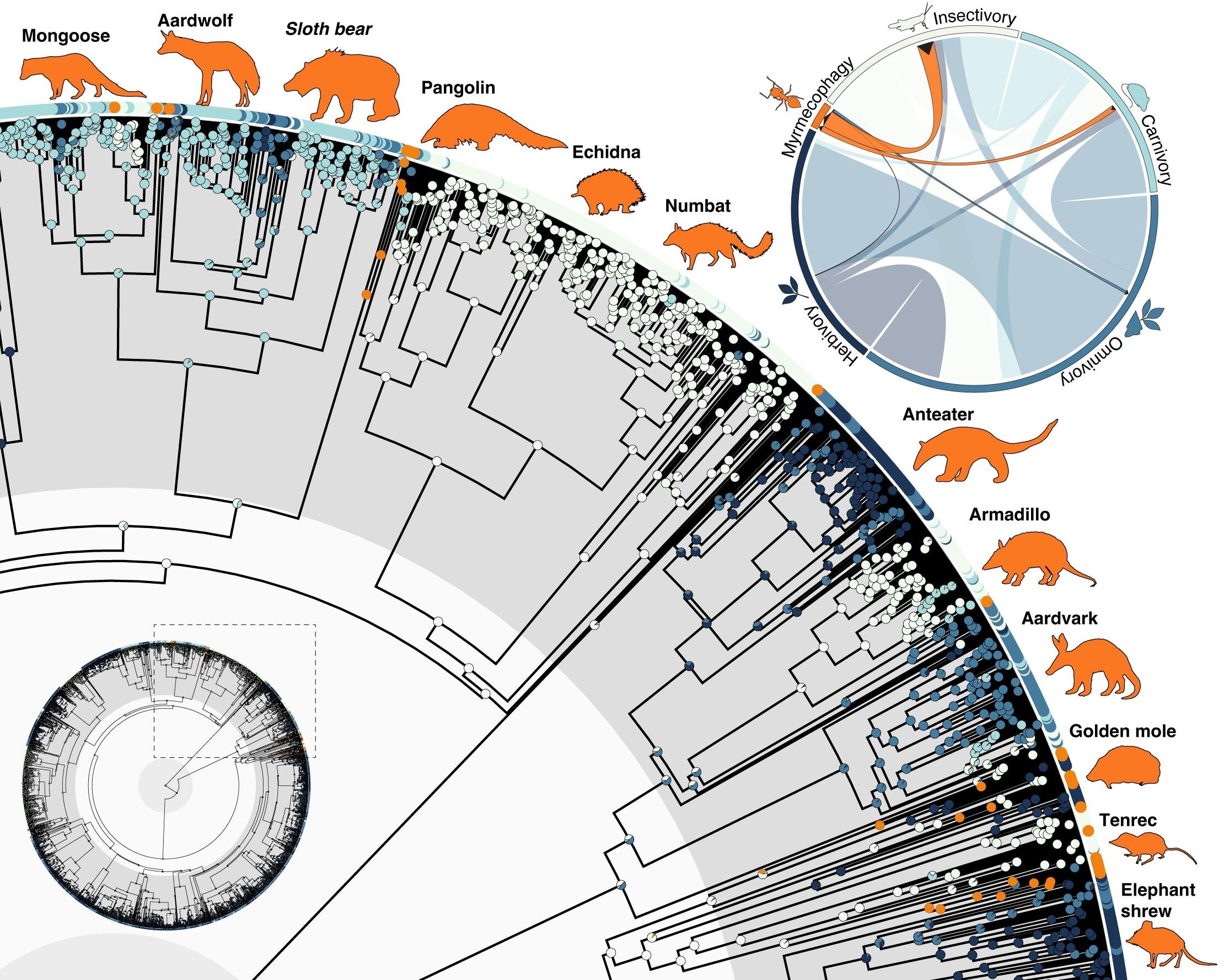 Featured image for Mammals Evolved into Ant Eaters 12 Times Since Dinosaurs