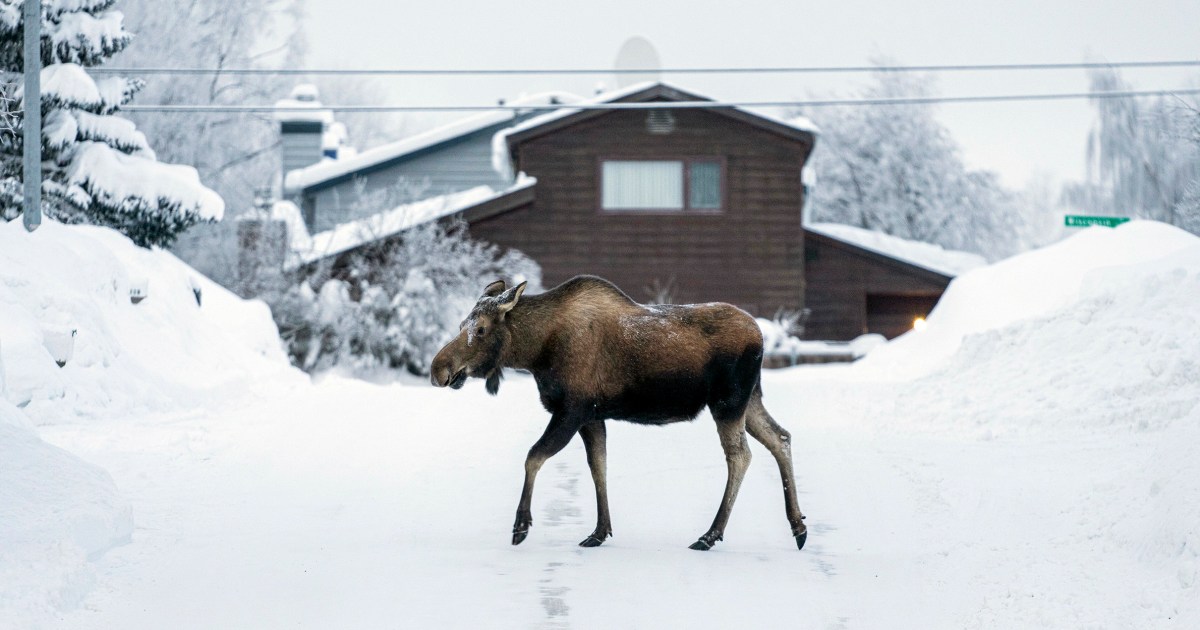 Featured image for Alaska's Extreme Winter: Thickening Fuel Oil, Collapsing Roofs, and Record Snow Levels