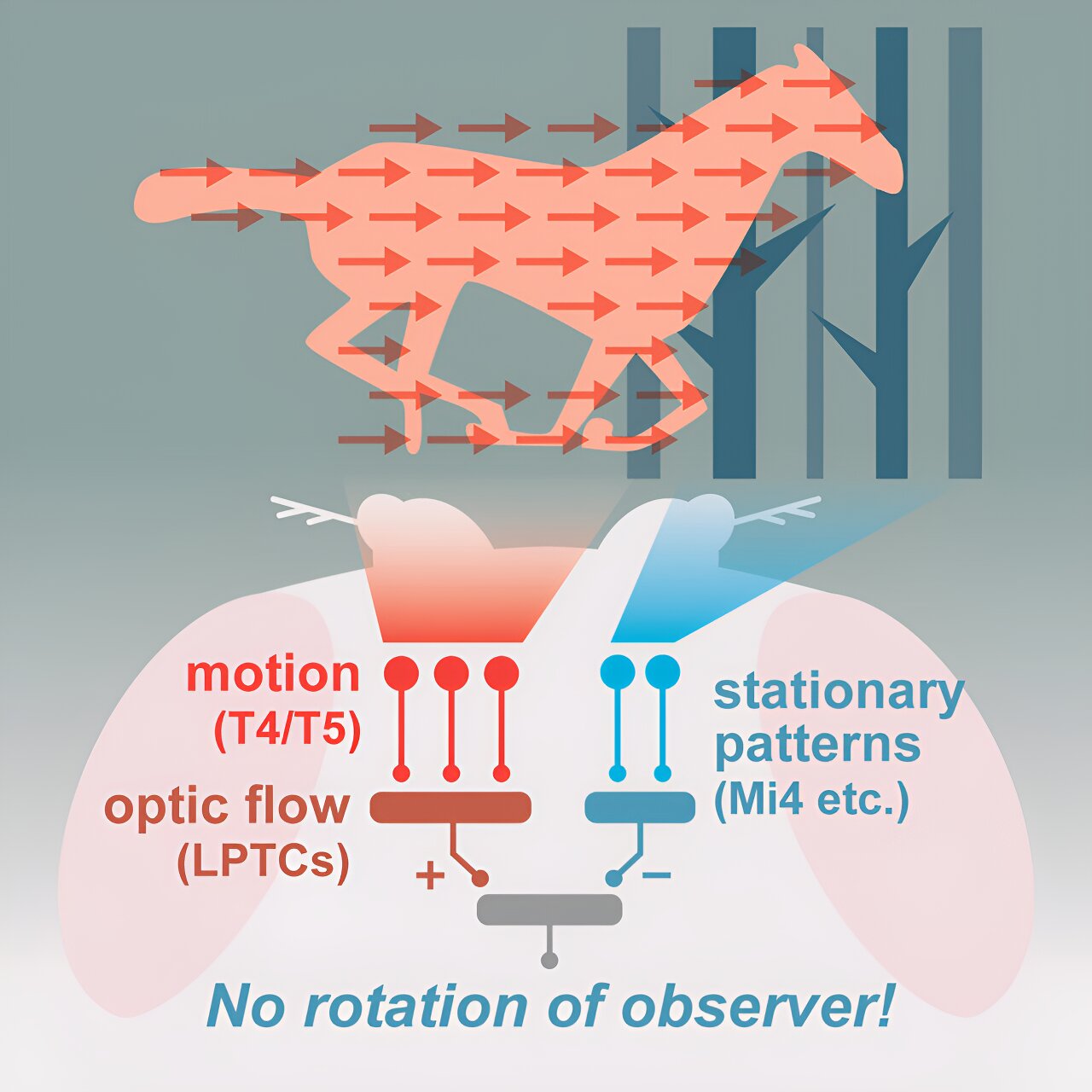 Featured image for "Breakthrough Antibiotic Approach Shows Promise in Combating Lyme Bacterium"