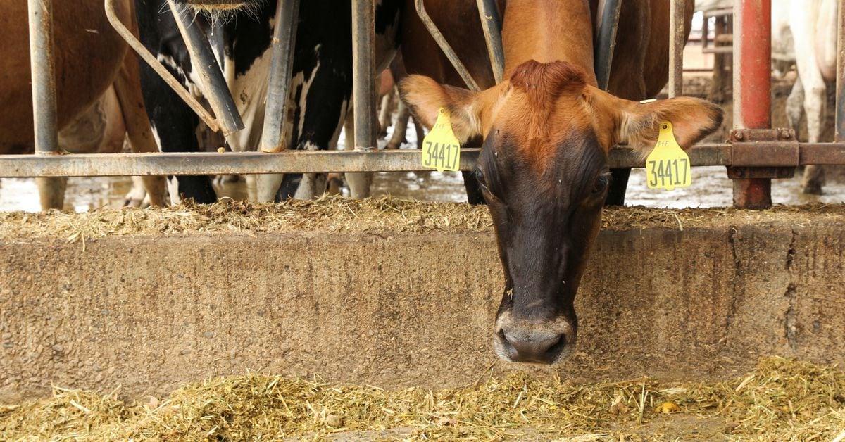 Featured image for "Reducing Methane Emissions: The Promise of Climate-Friendly Cows"