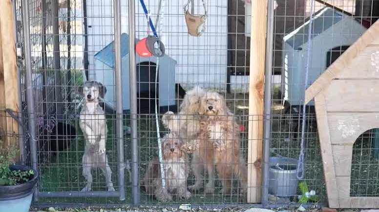 Animal Rescue Horror: Dozens of Dogs Dumped and Found Dead in Homes