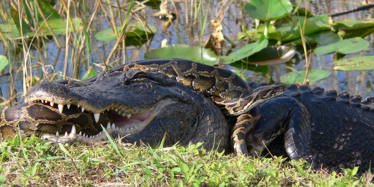 Alligator vs Python: Epic Battle Caught on Camera in Florida Everglades