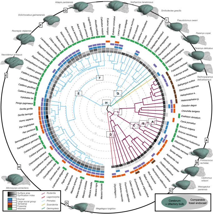 Featured image for "Cortical Geometry: Function, Behavior, and Ecology Connection"