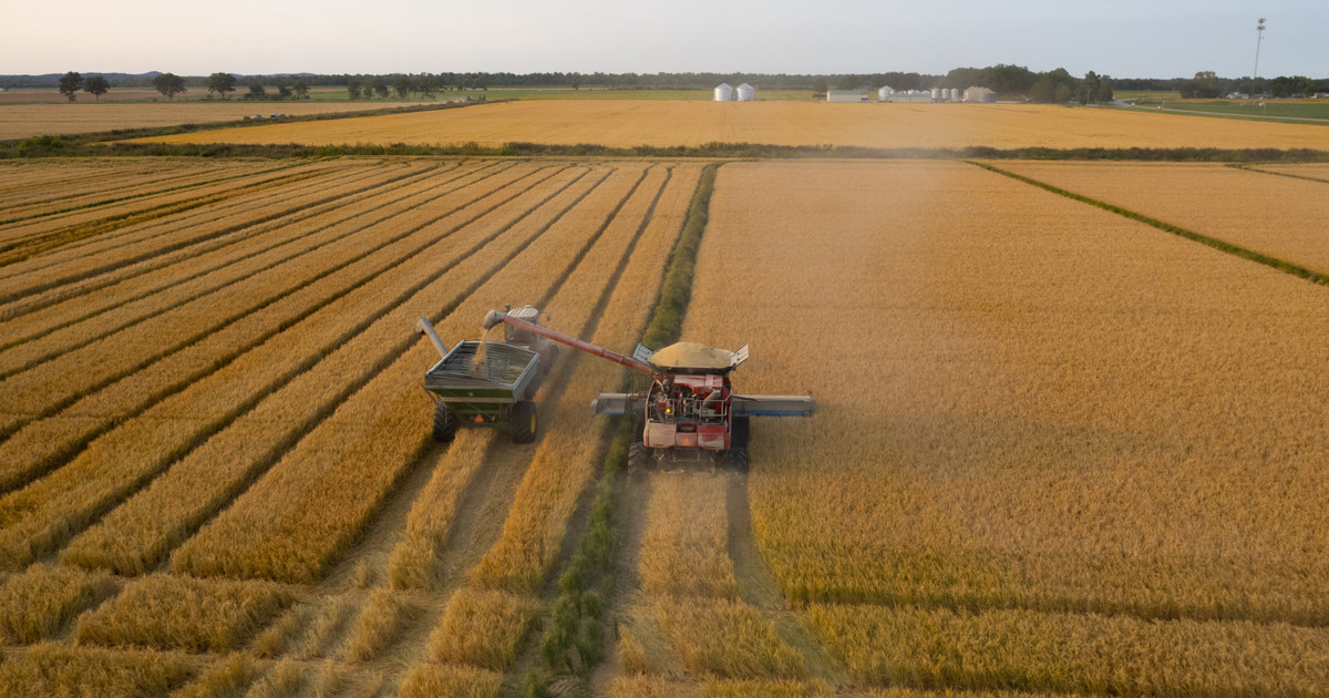 Featured image for Farmers Struggle with Flood-Resilient Crops Amid Policy Challenges