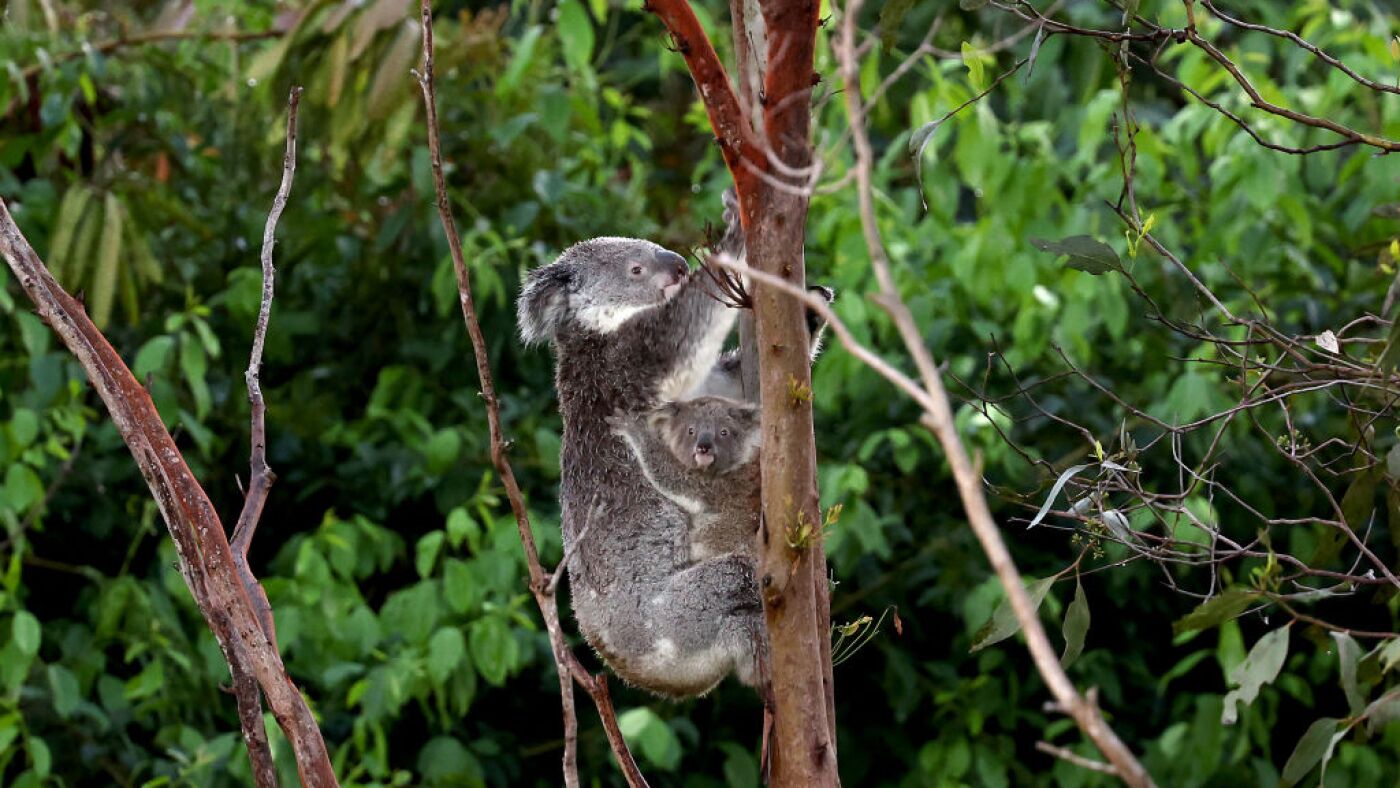 Featured image for Australia approves first chlamydia vaccine for koalas