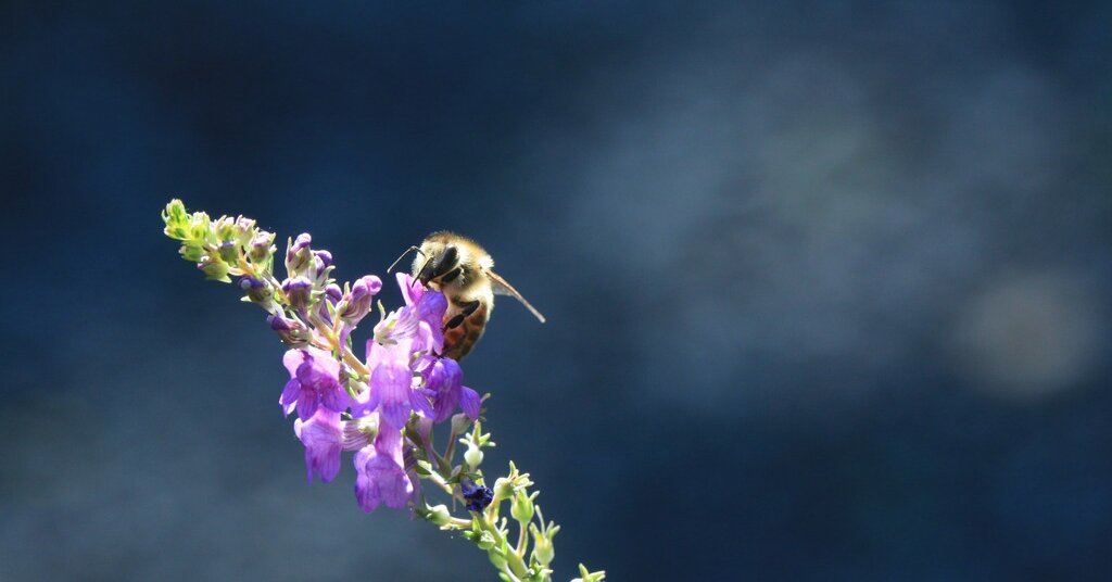 Featured image for NYT Spelling Bee Answers for July 14, 2025