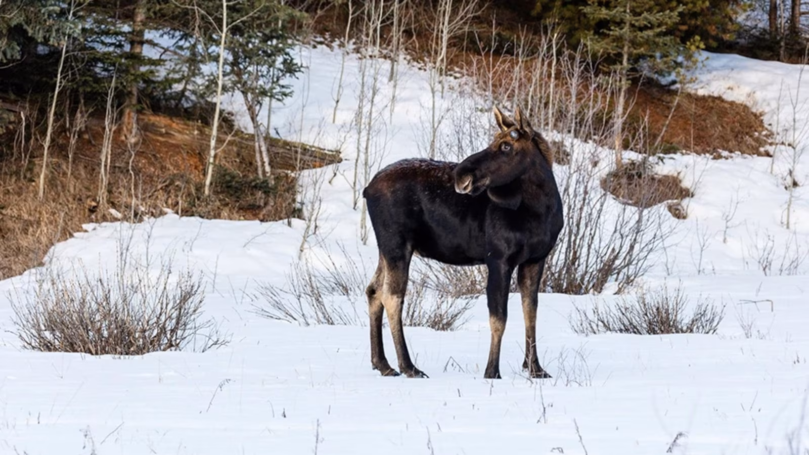 Featured image for NY closes Adirondack trail over unusual moose behavior