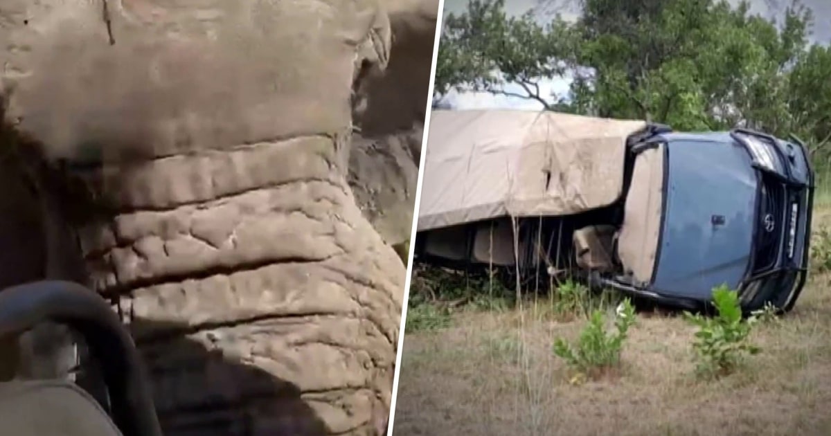 Featured image for "Fatal Elephant Attack: American Tourist Killed on African Safari"