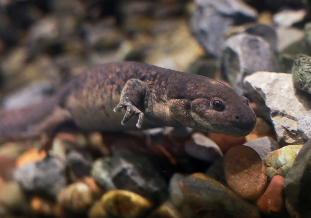 Featured image for "Mexican Campaign Aims to Save Critically Endangered Axolotls through Adoption"