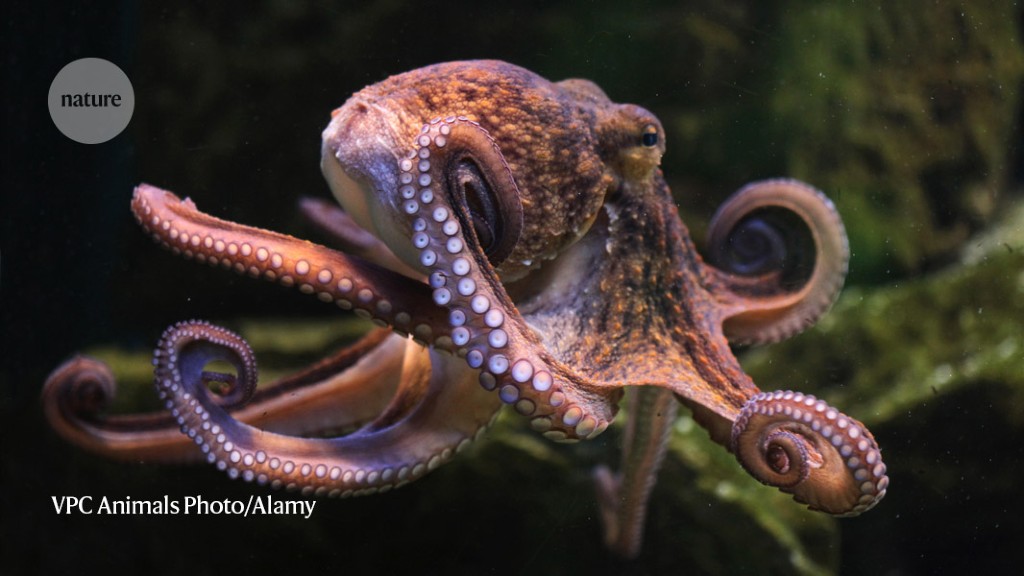 Revolutionary Octopus-Inspired Drug Patch: Needle-Free Drug Delivery Through Your Cheek