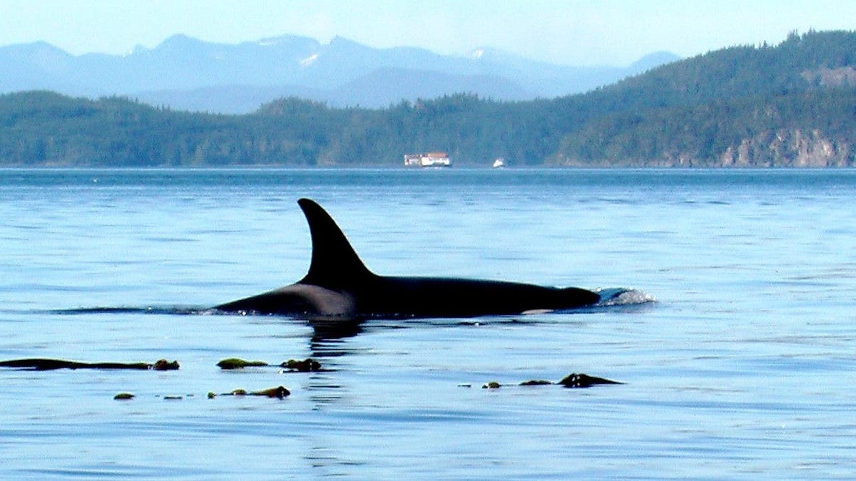 Orcas Prove Dominance by Devouring Great White Shark's Insides, Once More.