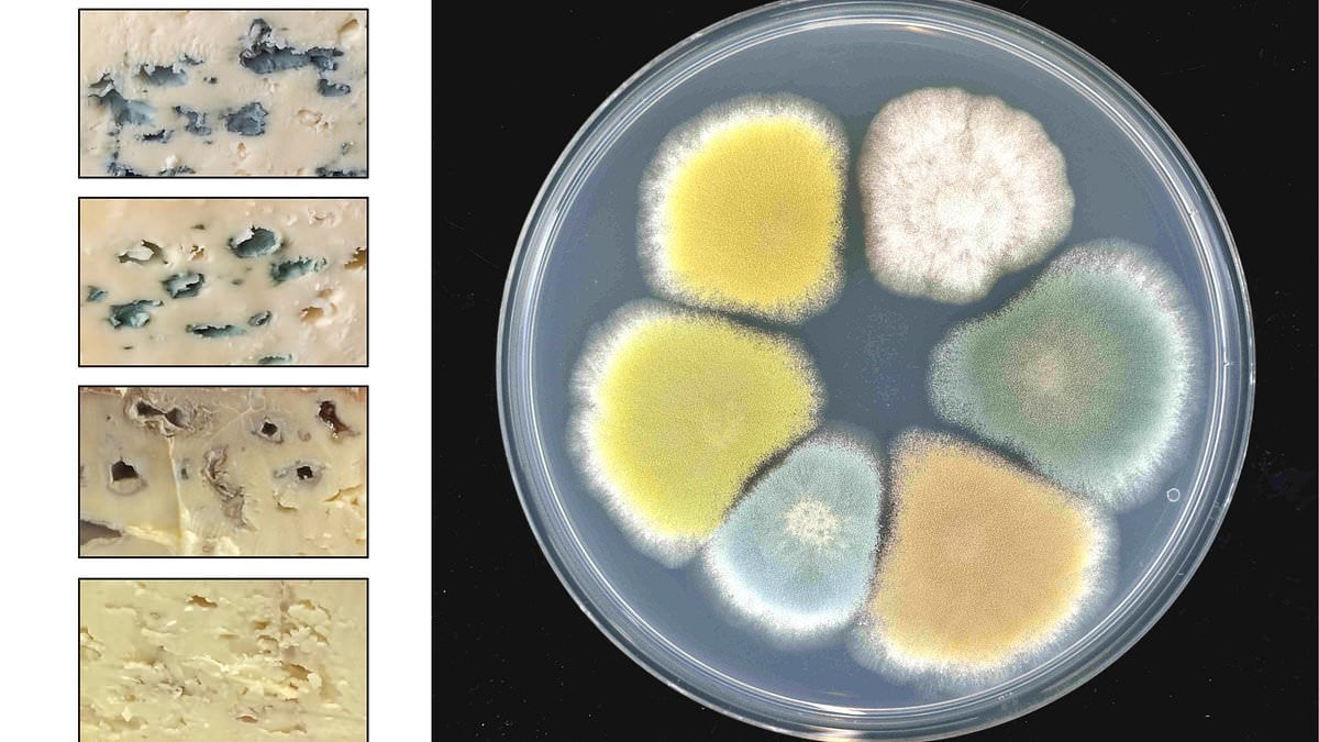 Featured image for "Cheesy Breakthrough: Scientists Expand Blue Cheese Palette with Vibrant New Colors"