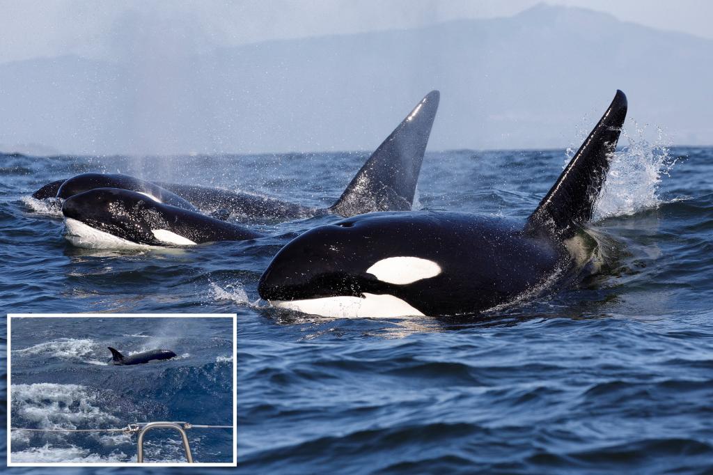 Rise in Killer Whale Attacks on Ships Linked to Traumatized Female Orca