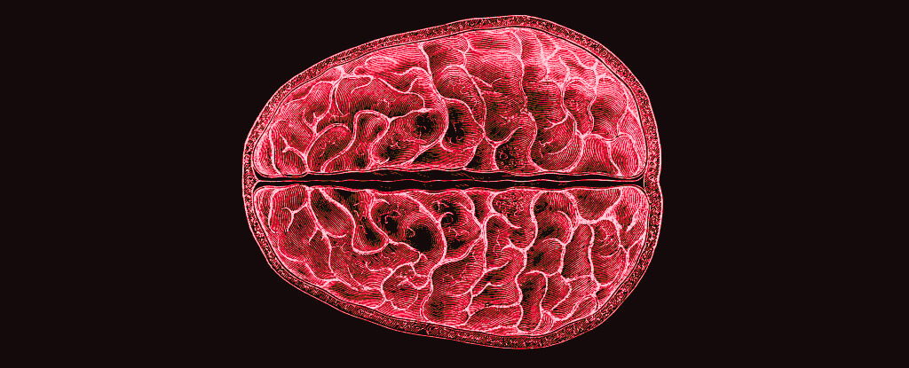Featured image for Scientists Discover Brain-Wide Changes During Menstruation