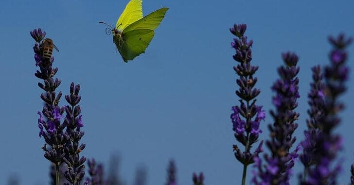 Featured image for "EU Parliament Defies Opposition to Pass Landmark Nature Restoration Law"
