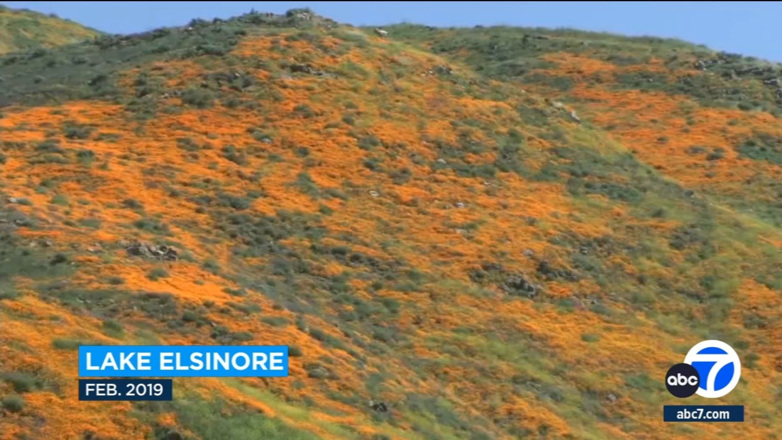 "California's 2024 Super Bloom: Preparing for Spectacular Wildflower Surges"