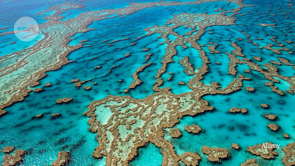Featured image for Unveiling the Elusive Culprit: Identifying the Source of Pollution Threatening the Great Barrier Reef