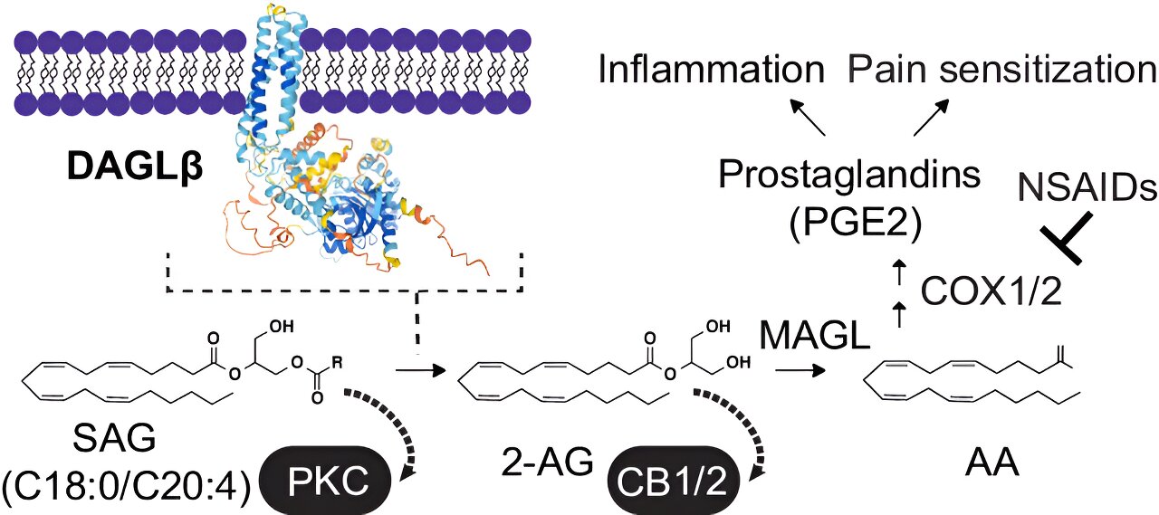 Featured image for "New Drug Offers Hope for Chronic Pain Relief, Study Reveals"