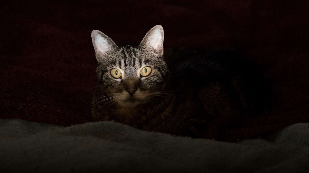 Featured image for The Surprising Prevalence of Fluorescent Mammals Revealed by New Study