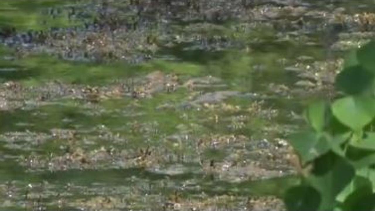 Alarming Increase in Toxic Algae Blooms Threatens Lakes Nationwide