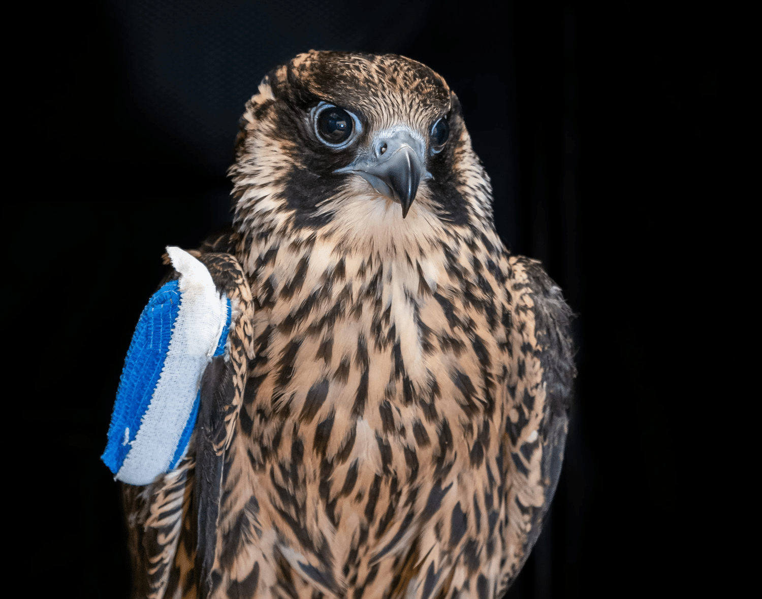 Featured image for Nox the Falcon: Revolutionizing Avian Veterinary Care