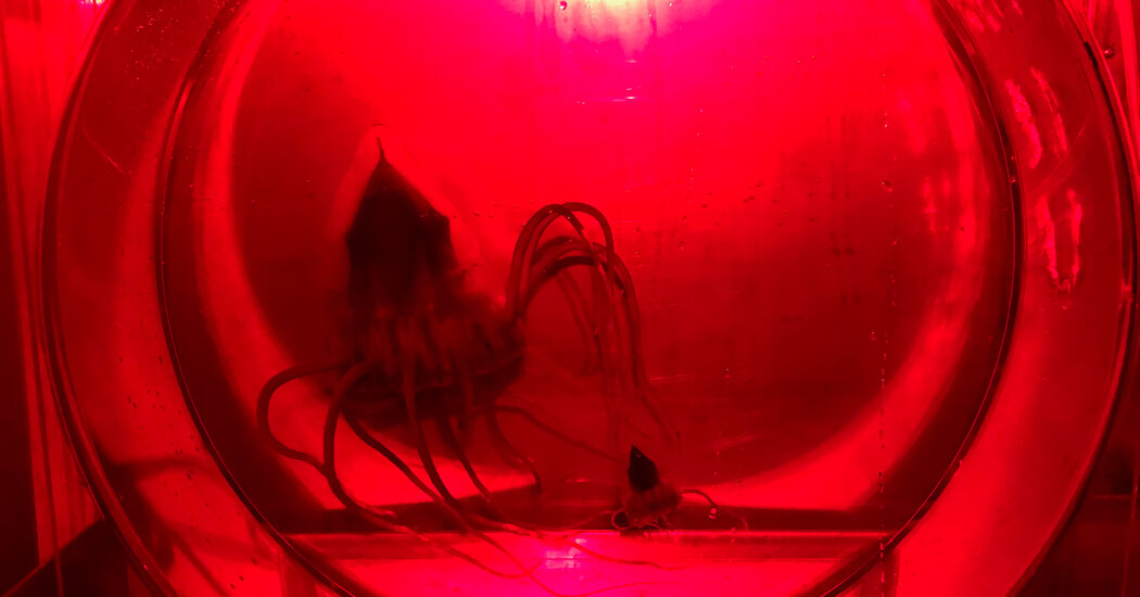 Featured image for The Perils of Deep-Sea Mining: Stressed Jellyfish Reveal Troubling Consequences