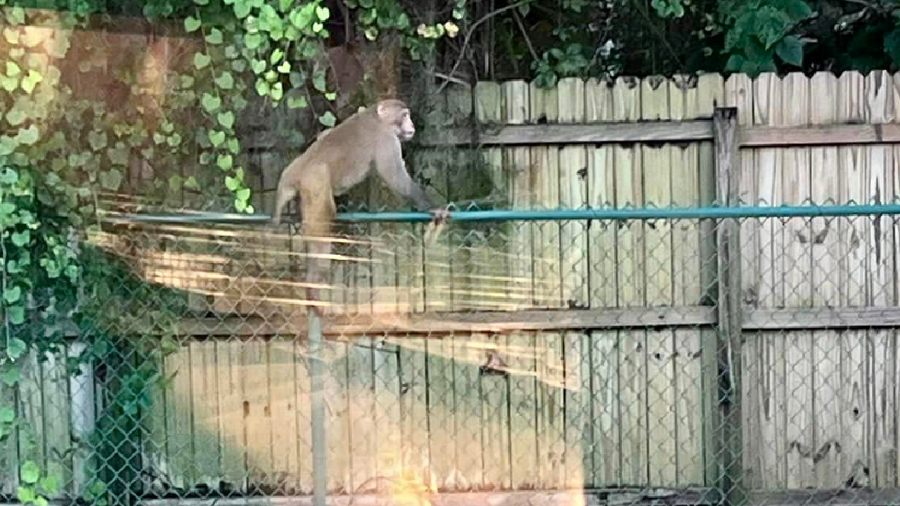 Featured image for "Florida Residents Beware: Monkey on the Loose Causes Chaos at Popeye's"