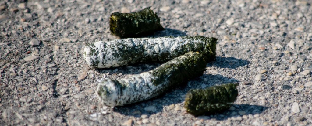 Featured image for Middle Schooler Uncovers Cancer-Fighting Compound in Goose Poop