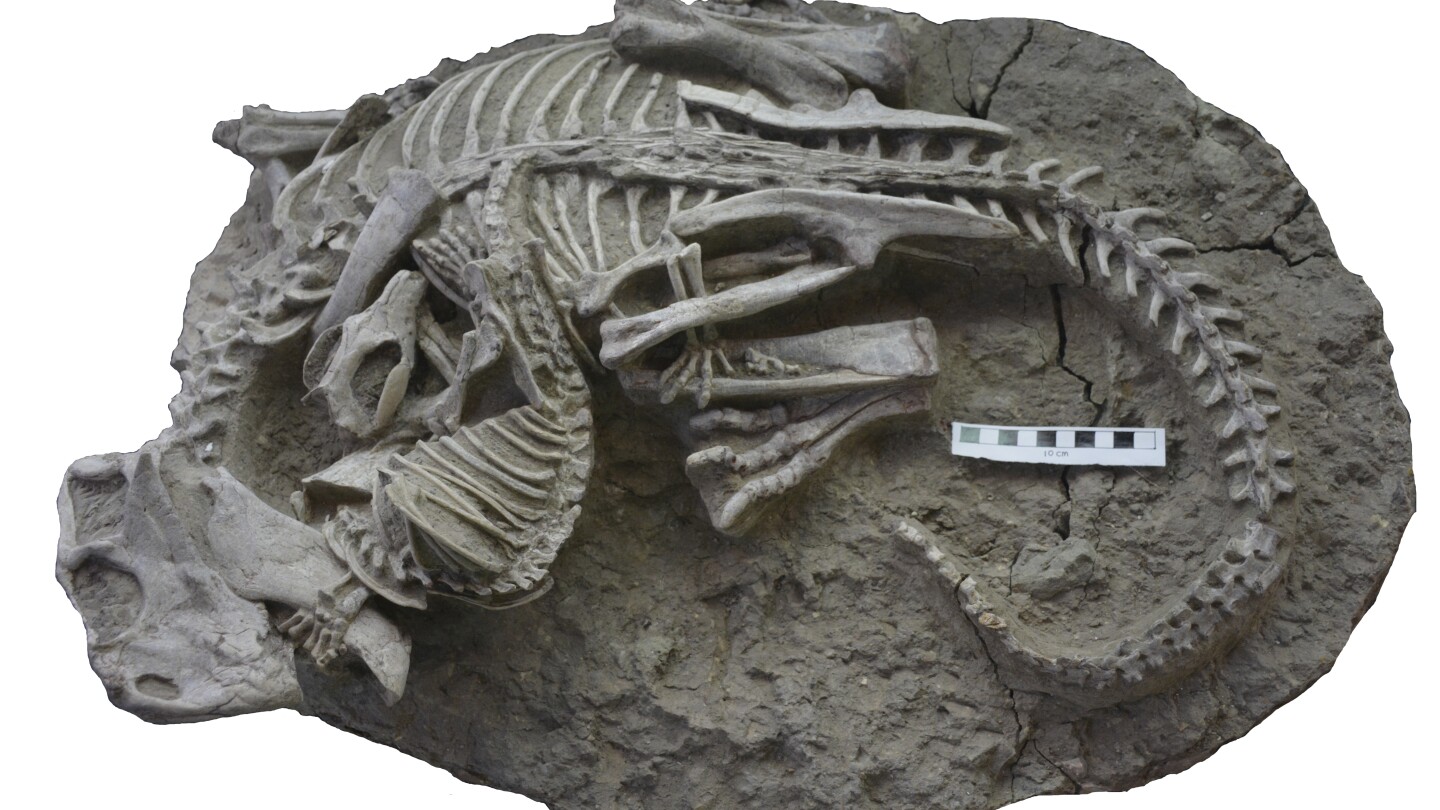 Ancient Fossil Unveils Epic Battle: Mammal vs. Dinosaur