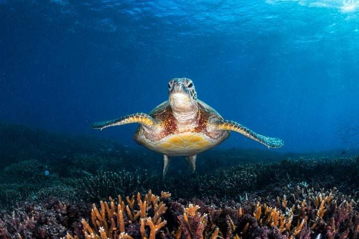 Featured image for Turtles' Resistance to Cancer Offers Hope for New Treatments