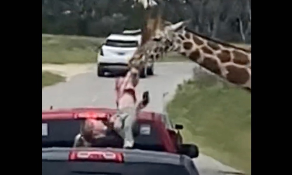 Featured image for Giraffe Snatches Toddler from Truck at Texas Safari