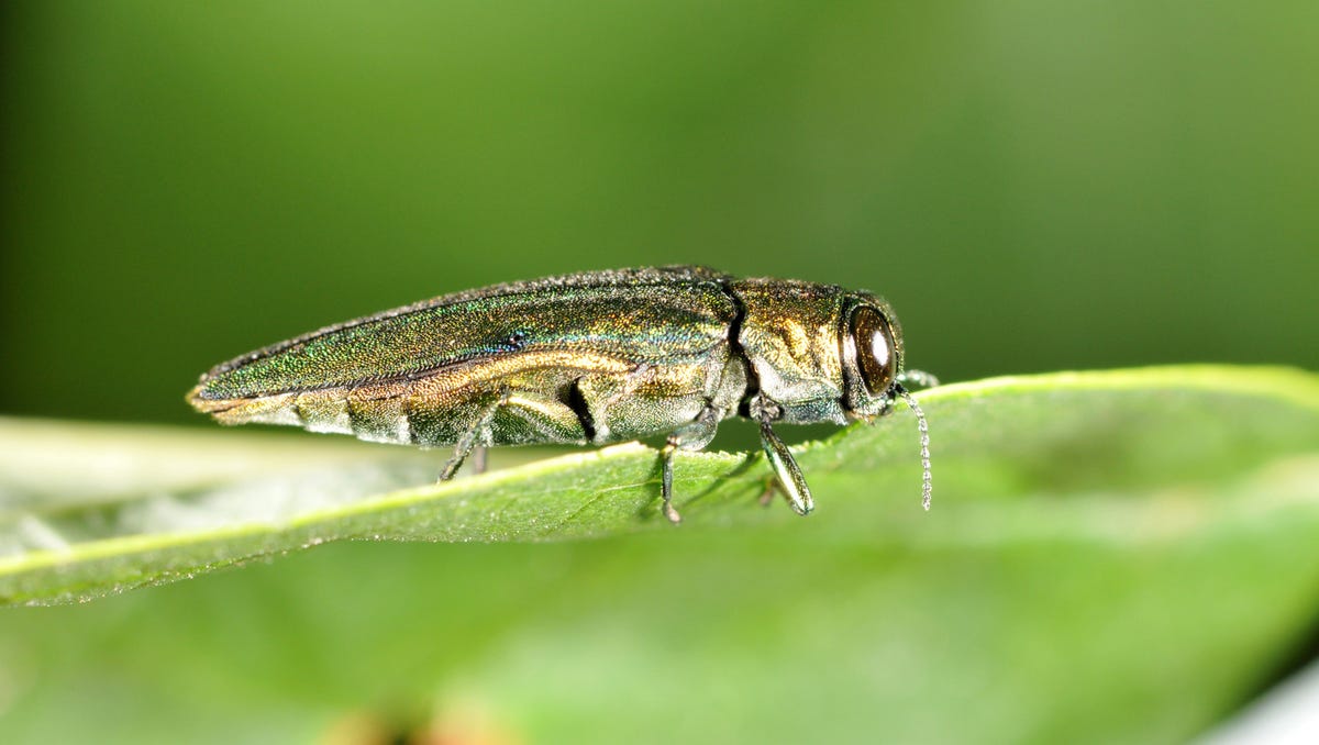 Featured image for "The Devastating Impact of Invasive Species on Your Environment"