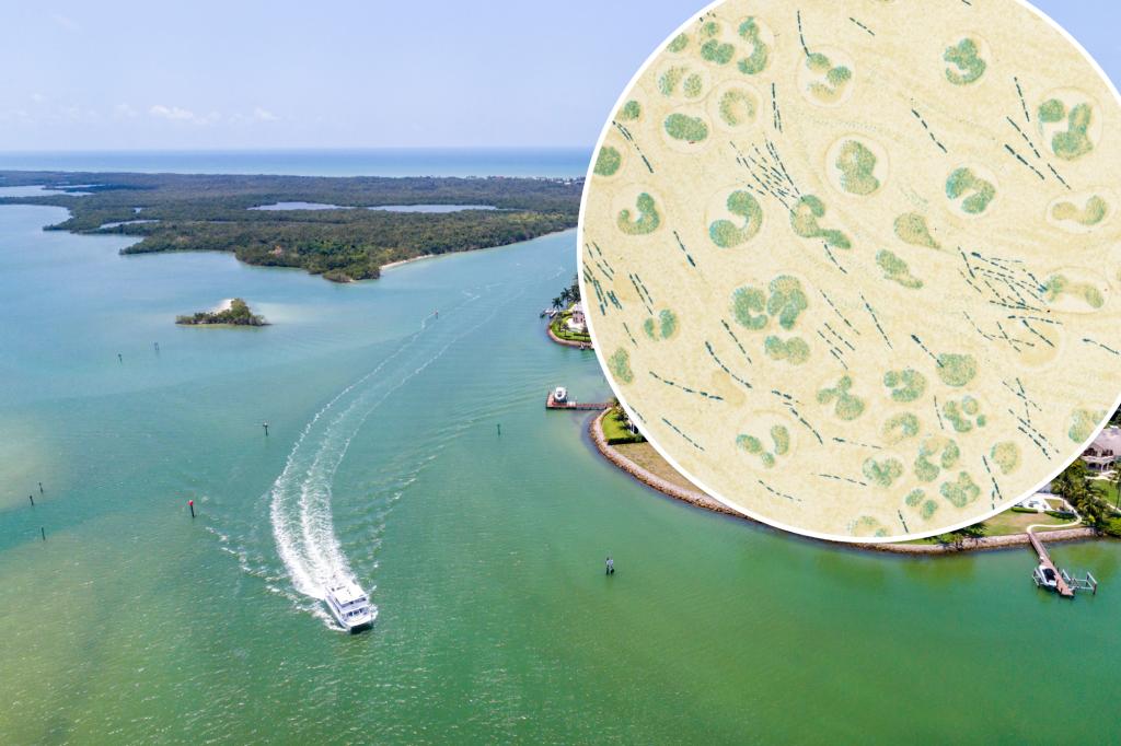 Deadly Bacteria Endemic to US Gulf Coast with 50% Fatality Rate, Warns CDC