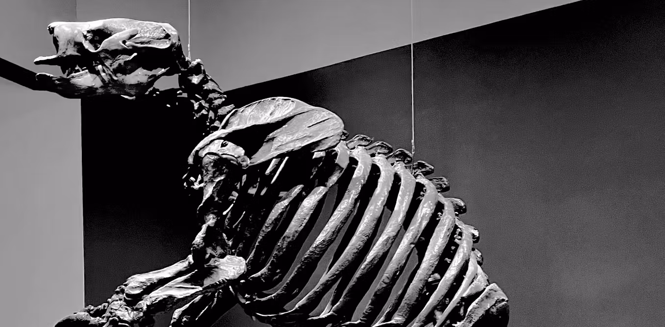 Featured image for Fossilized Teeth Uncover Ground Sloths' Ecological Role