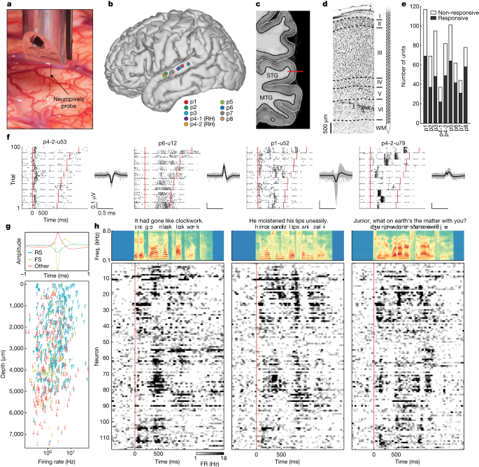 Featured image for Mapping the Neural Encoding of Speech Sounds in the Human Cortex