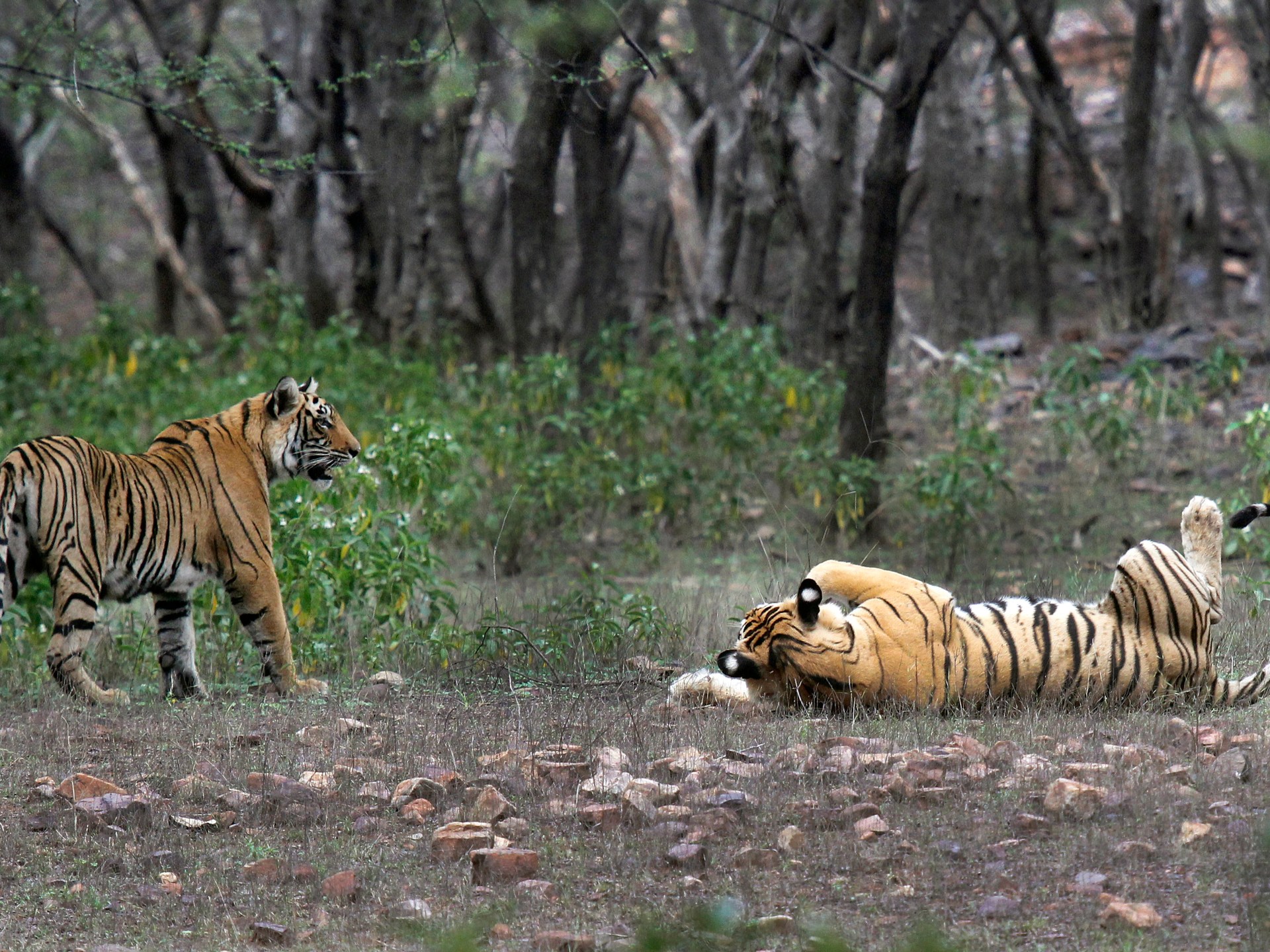 Featured image for Indigenous Land Rights and Tiger Conservation in India