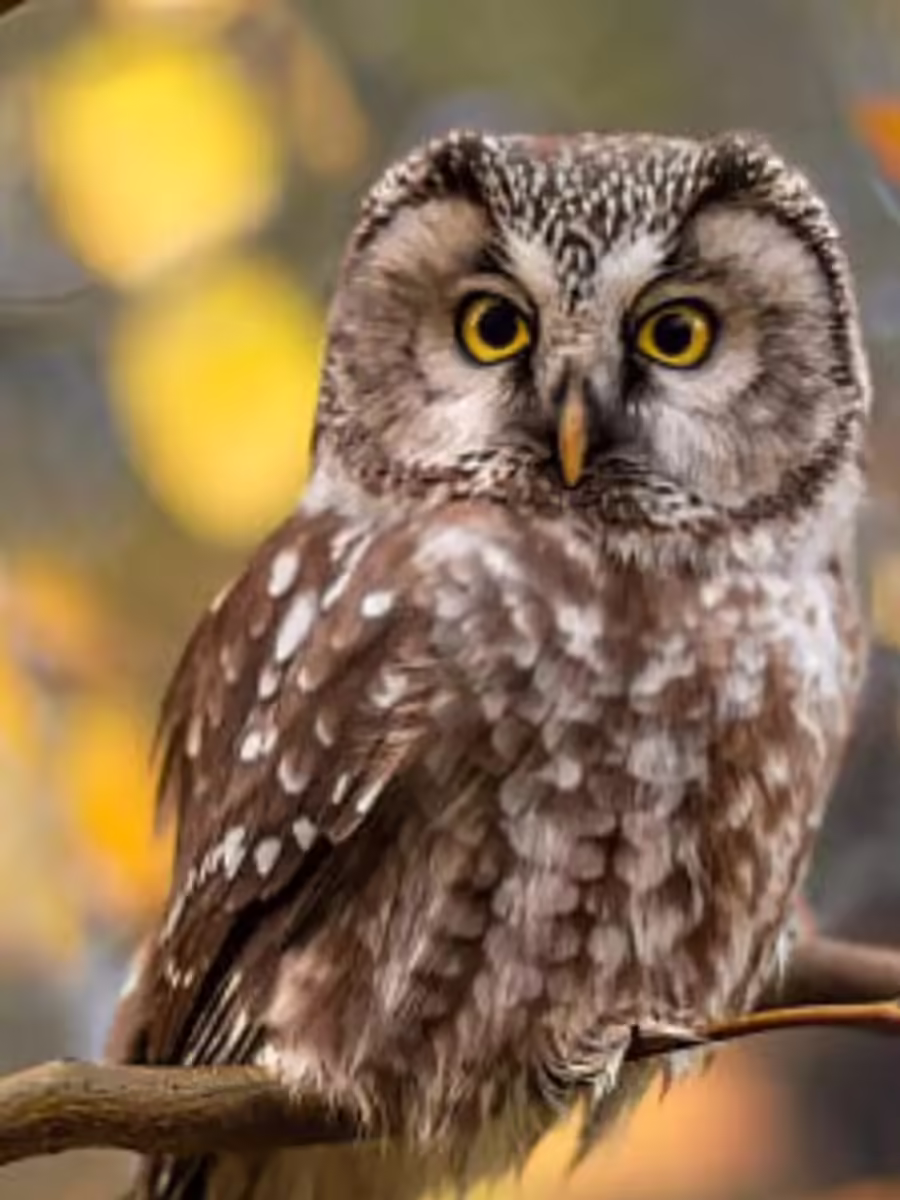 Top 10 Animals with Incredible Hearing Abilities