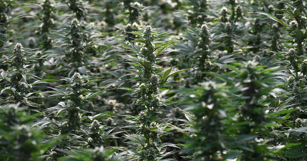 Featured image for "73-Year-Old American Arrested in Colombia for Hosting Cannabis Tours"