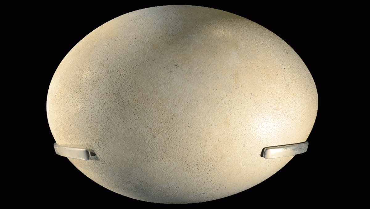 Featured image for The Largest Egg: An Unexpected Animal's Surprise