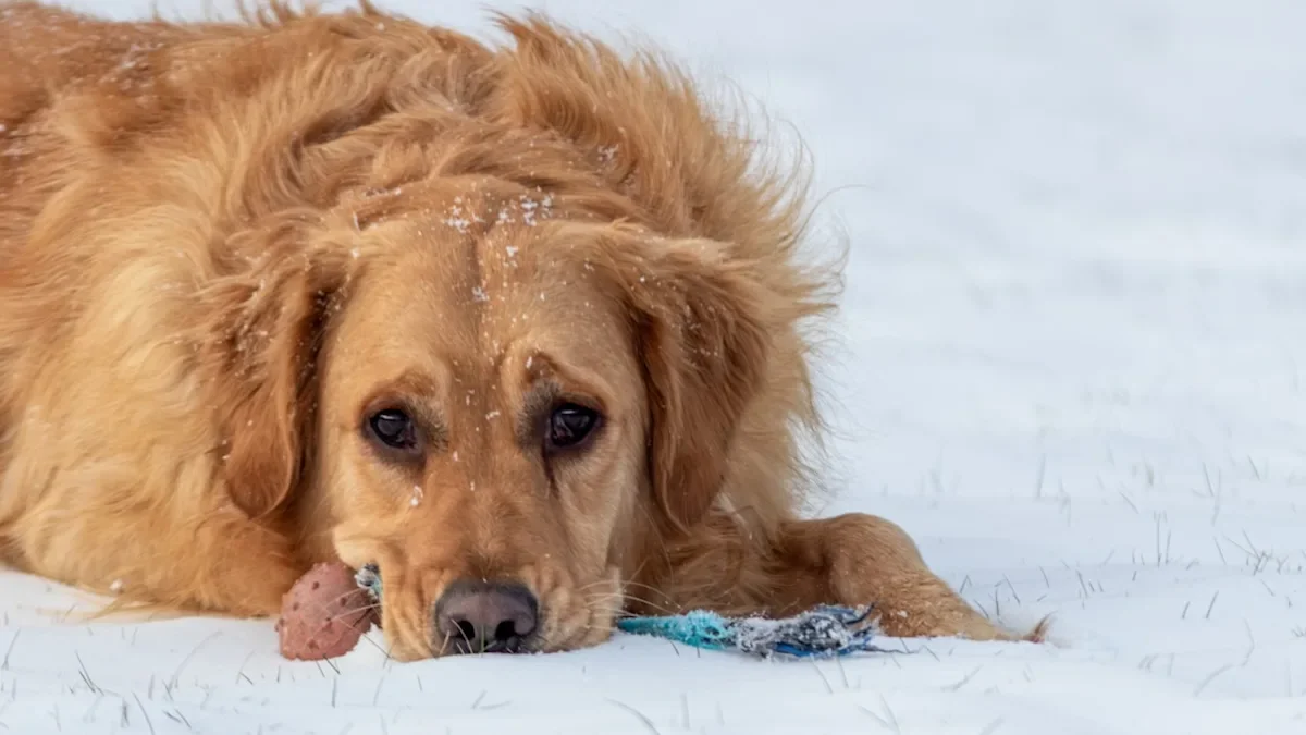 Final Snow Day Brings Joy to a Beloved Senior Golden Retriever