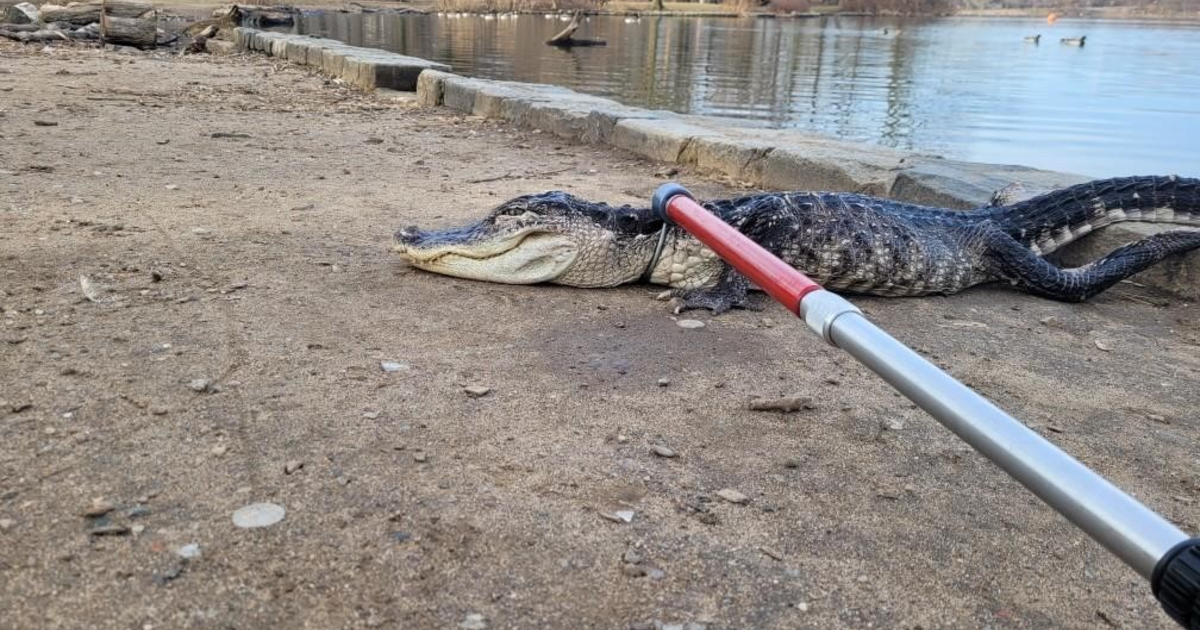 Alligators in New York City face tragic fate.