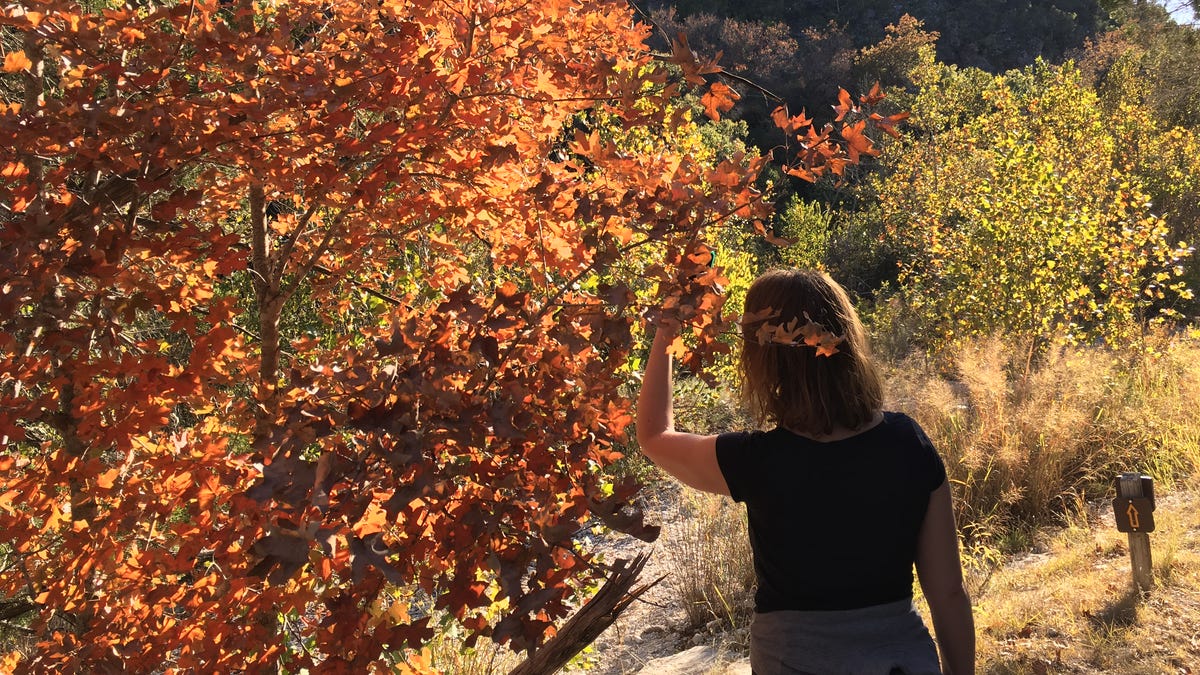 Featured image for "Texas State Park Tops List as Best U.S. Fall Foliage Spot"