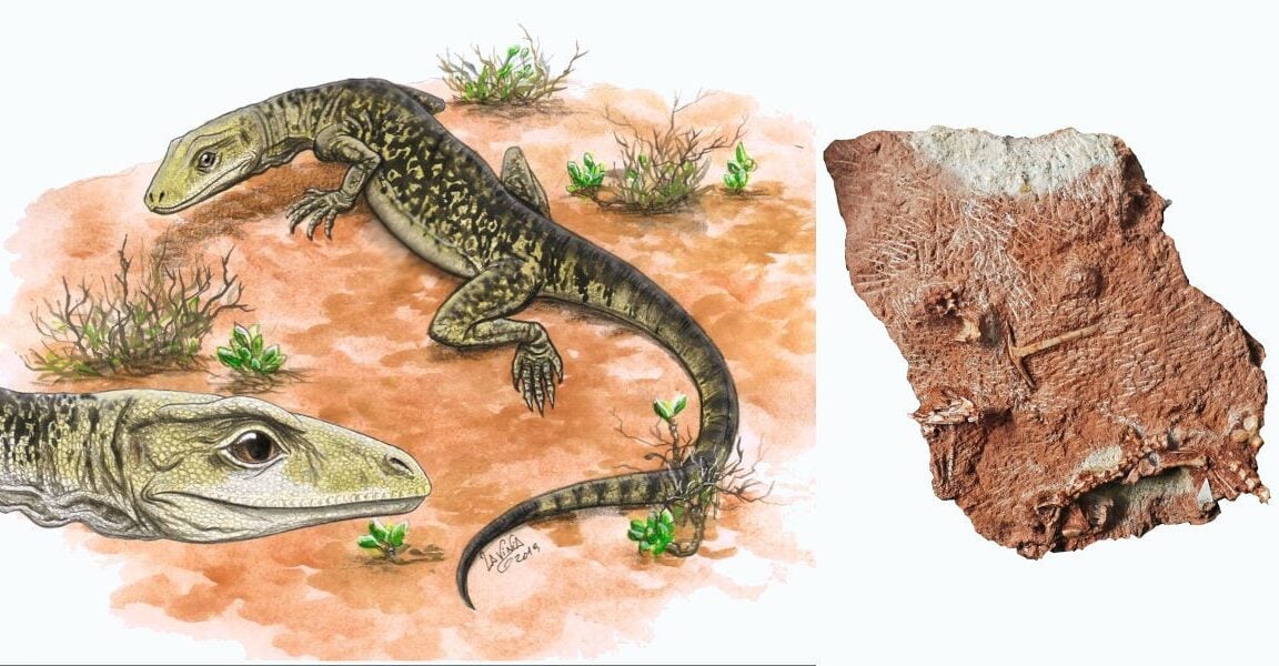 Featured image for Discovery of 205-Million-Year-Old Fossil Redefines Lizard Evolution Timeline