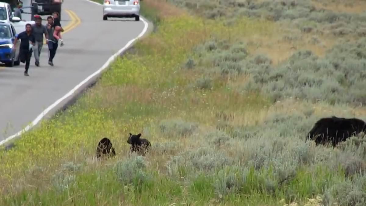 Featured image for Tourists' Reckless Dash Towards Mama Bear and Cubs at Yellowstone National Park