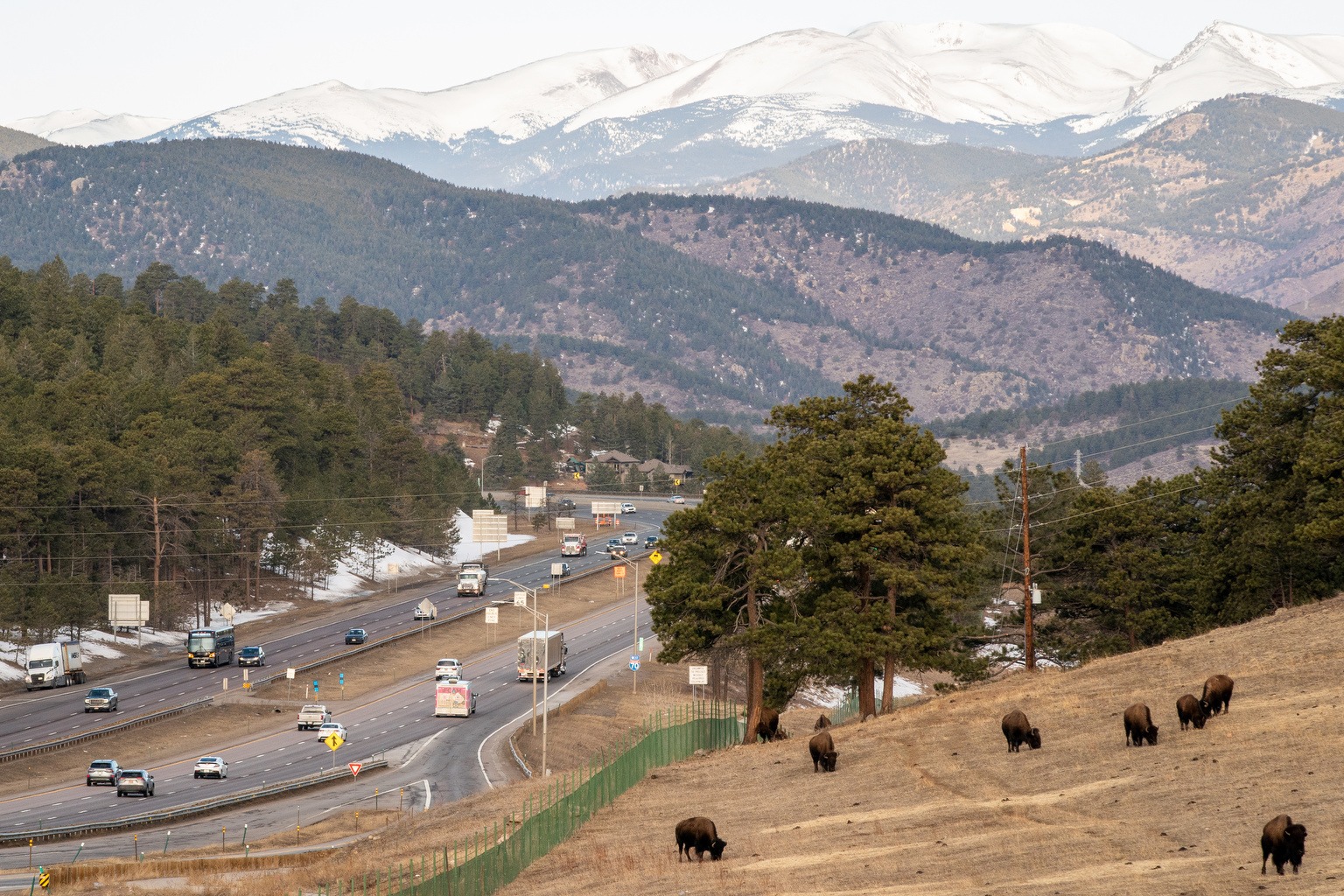 Featured image for Upcoming Colorado Laws: Bison Protection, Transparency, and More in 2026