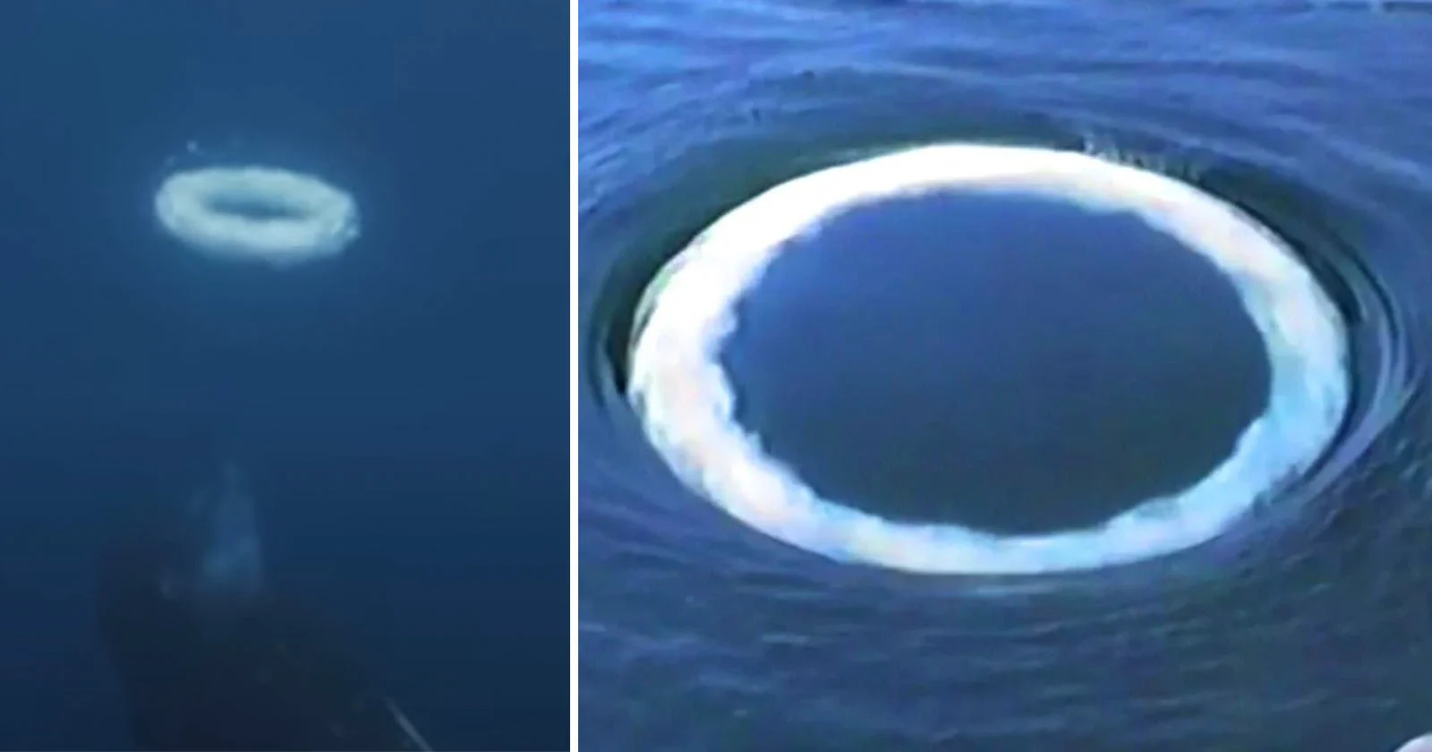 Featured image for Scientists Discover Humpback Whales Using Bubble Rings to Communicate with Humans
