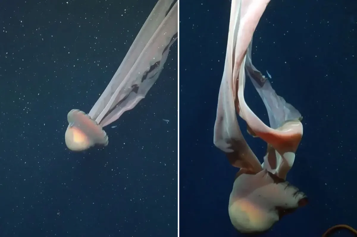 Giant phantom jellyfish captured in stunning deep-sea footage