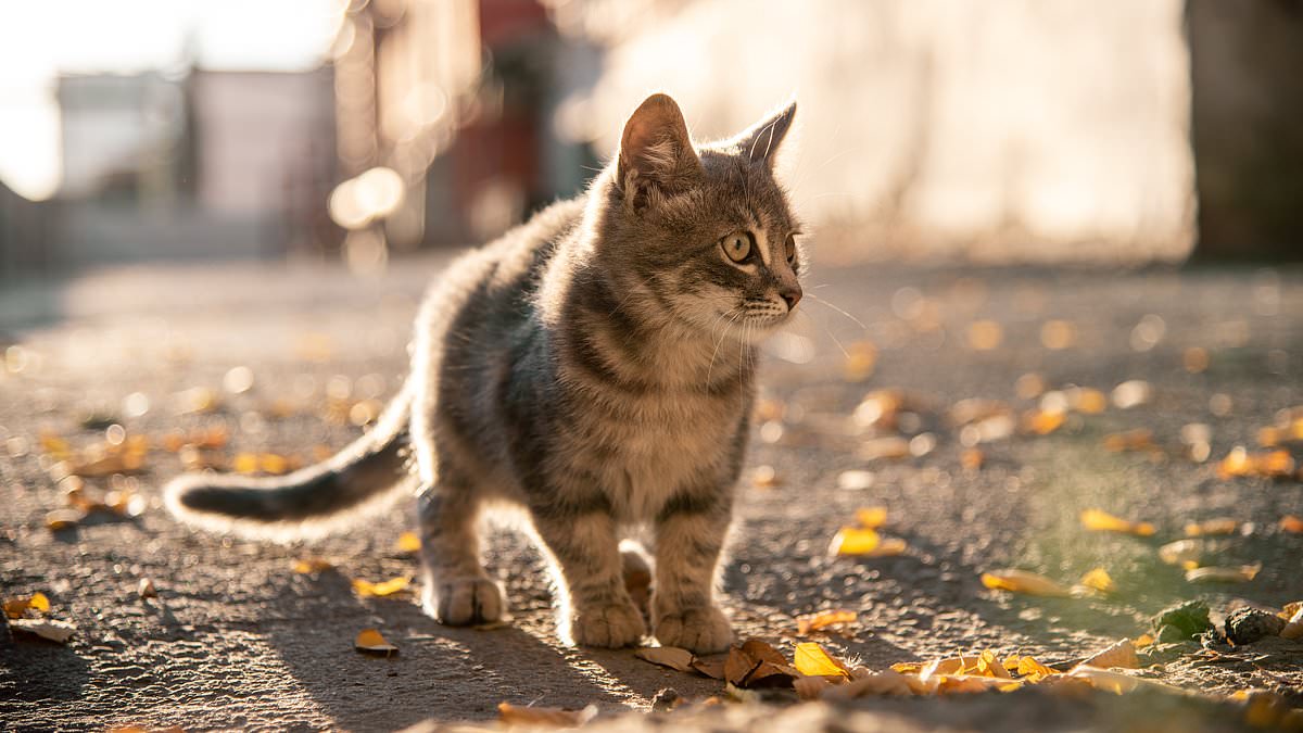 Featured image for "Unprecedented Public Health Operation in Nebraska to Prevent Rare Rabies Outbreak"