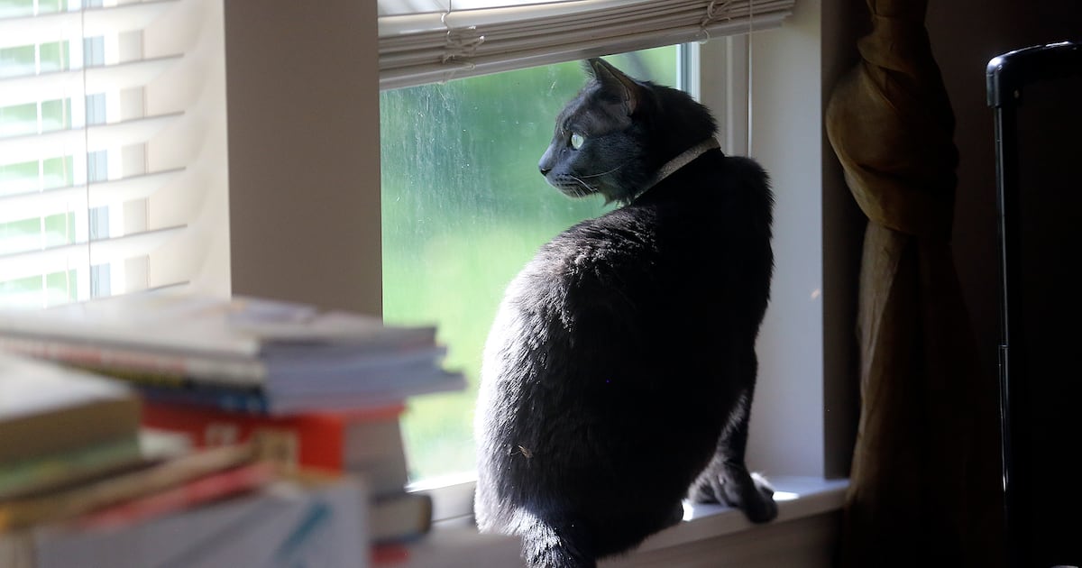 "Safeguarding Pets from Bird Flu: Essential Tips"