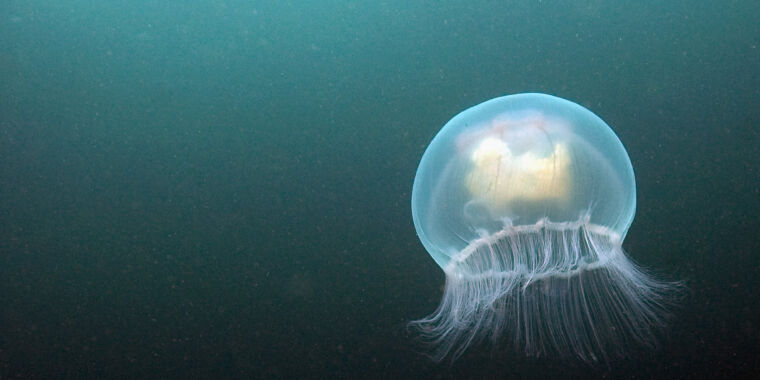 Jellyfish and Flies Share Satiety Hormone.
